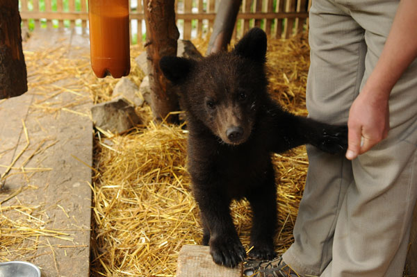 Медвежонок в реабилитационном центре Колочавы