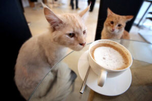 Кошка за столом