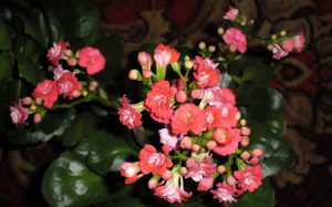 Цветки каланхоэ