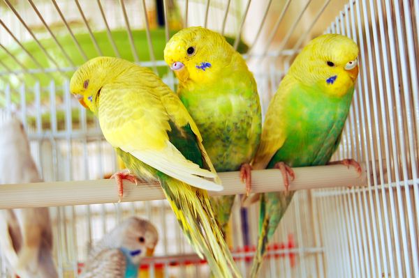 yellow_parrots