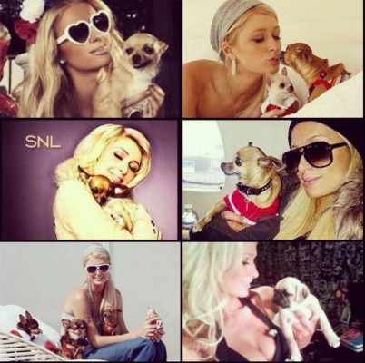 Пэрис Хилтон обожает собак. Их у нее целых 17. плюс малыш шпиц! Фото: instagram.com/parishilton