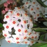 Hoya carnosa tricolor