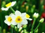 daffodil