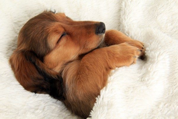 sleeping_puppy