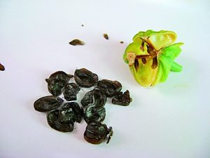 Семена гиппеаструма