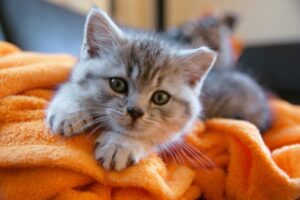 kitten