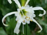 Hymenocallis festalis