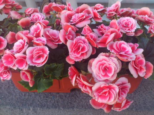 Розовые цветки б. Элатиор