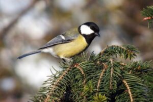 tit photo
