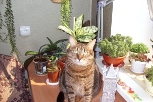 Котик с растениями