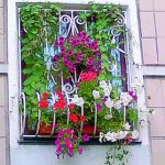 Если нет балкона, сделай цветущими окна своей квартиры