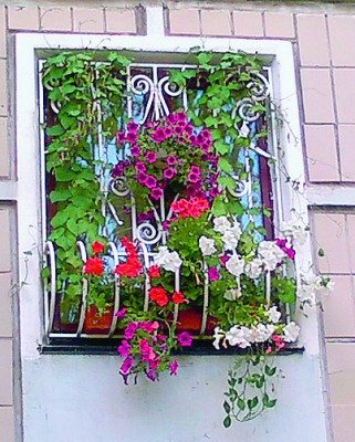 Якщо немає балкона, зроби квітучими вікна своєї квартири