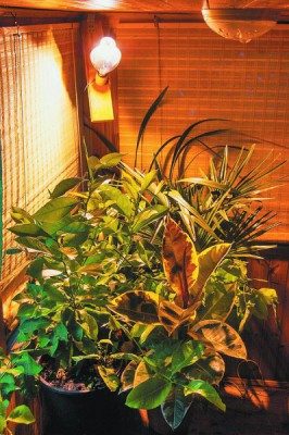 Растения под натриевой лампой