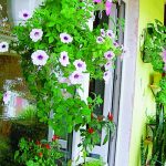 Петуния - лучшее красивоцветущее растение для балкона