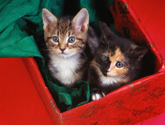 Коты в коробке, Фото