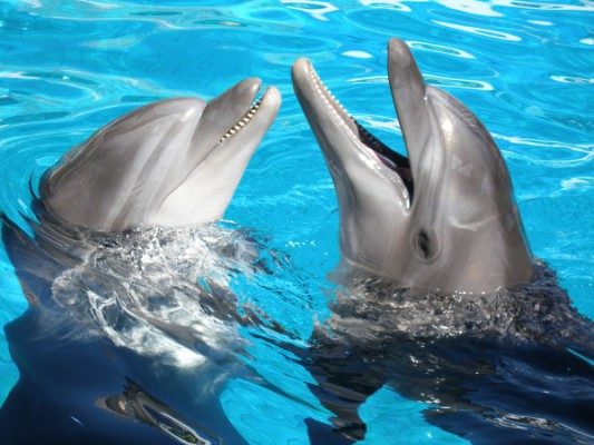 Дельфины, Фото