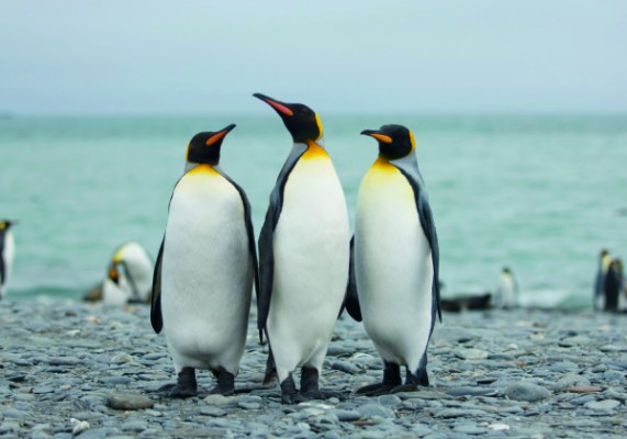 Пингвины, Фото