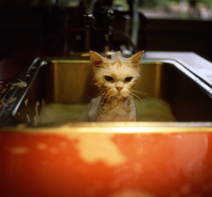 как купать кота - фото