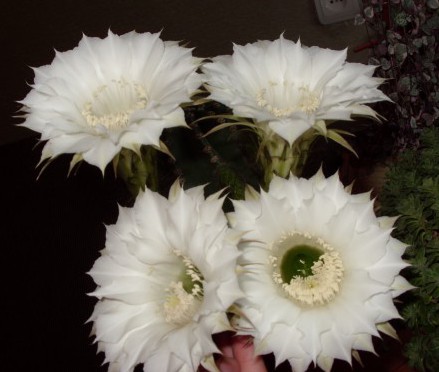 Кактус эхинопсис с белыми цветками
