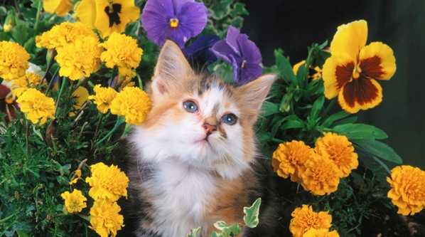 Кот и цветы, Фото