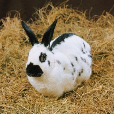 Кролик на сене - фото