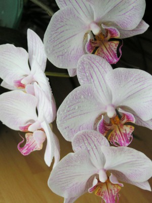 Красивая цветущая орхидея
