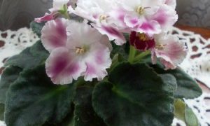 Фиалка с бело-розовыми цветками
