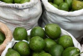 Плоды авокадо в мешках - фото