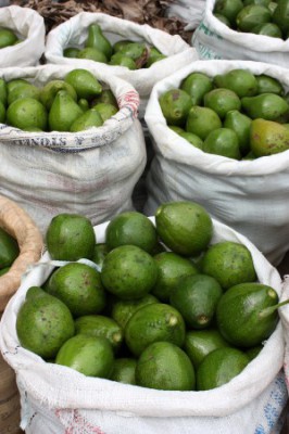 Плоды авокадо в мешках - фото