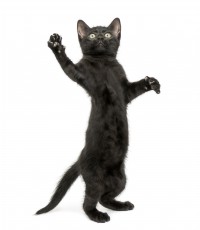 Черный кот на задних лапах - фото