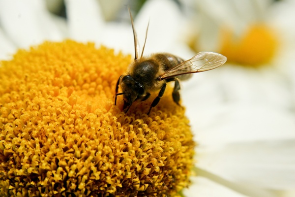 Укус пчелы, Фото