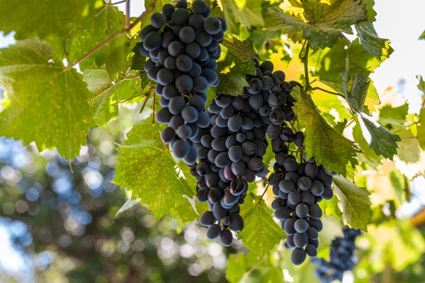 Виноград против рака, Фото