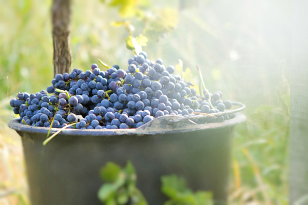 Урожай винограда в Берегово