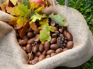 Rustic basket with fall oak leaves and acorns