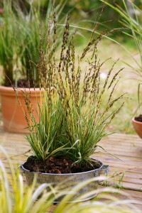 Molinia coerulea Variegata