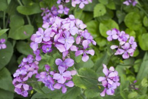 The flowers of the blossoming Lunaria rediviva