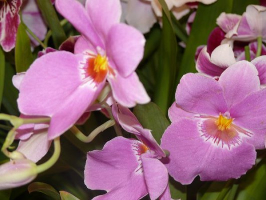 Орхидея - фото