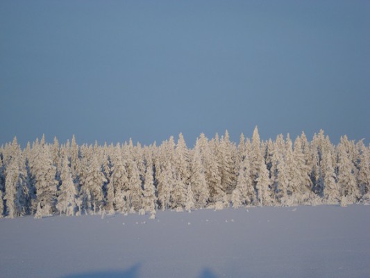 зимняя природа Лапландии