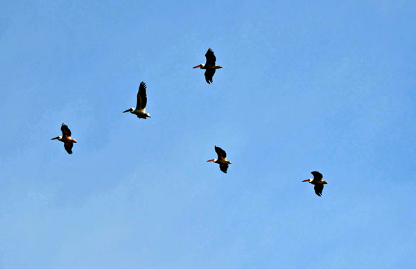 пеликаны в Утлюцком лимане