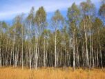 Цуманская пуща