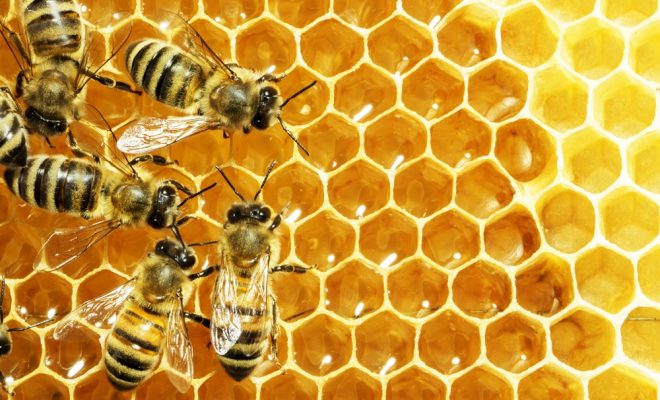 бджоли мед