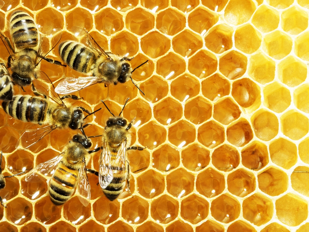 пчелы мед