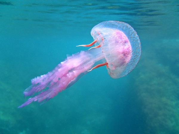 медуза фото