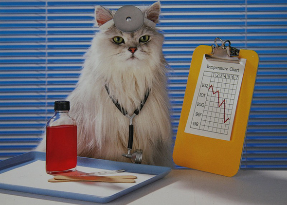 Кошка доктор - фото
