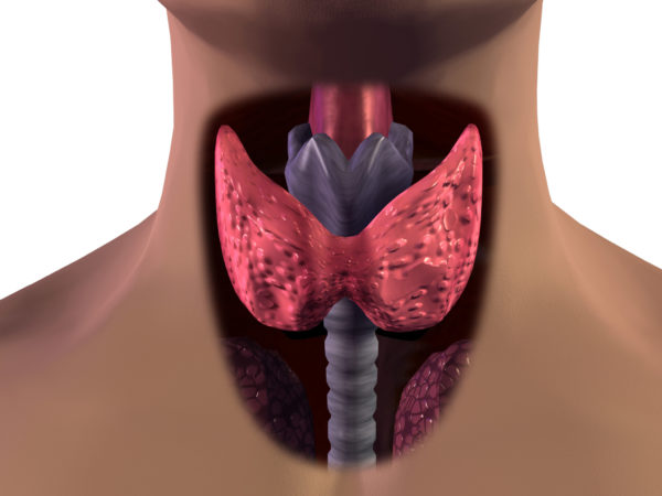 Щитовидна залоза