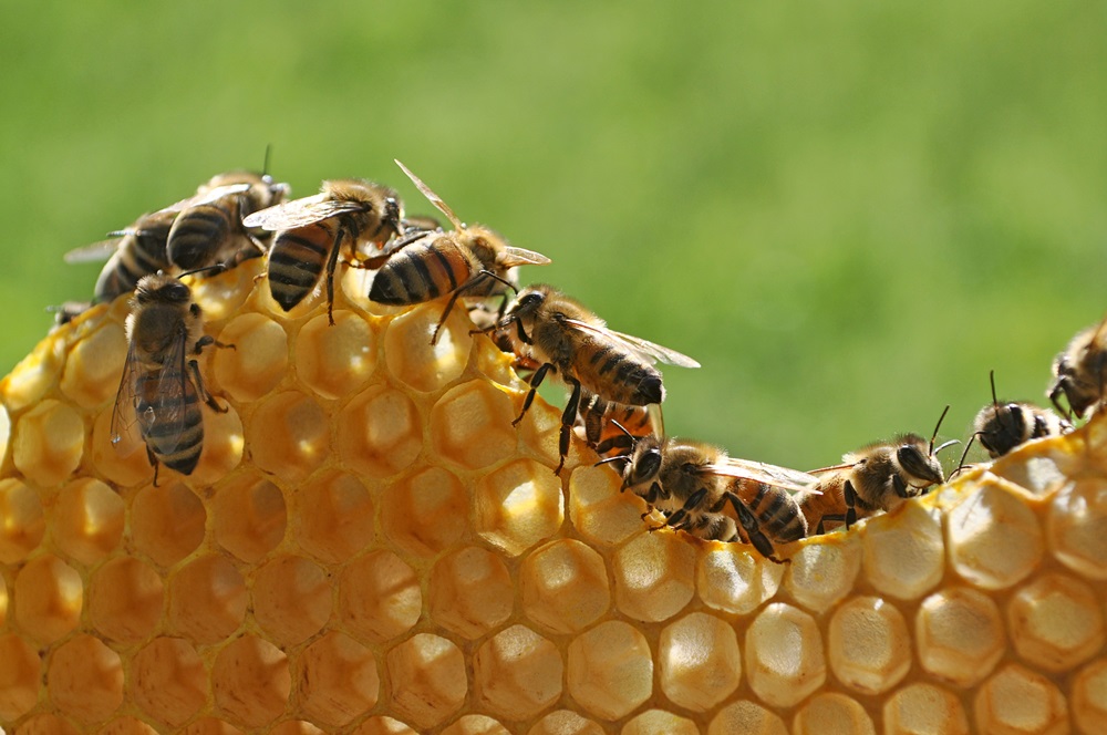 майский мед польза - фотомед