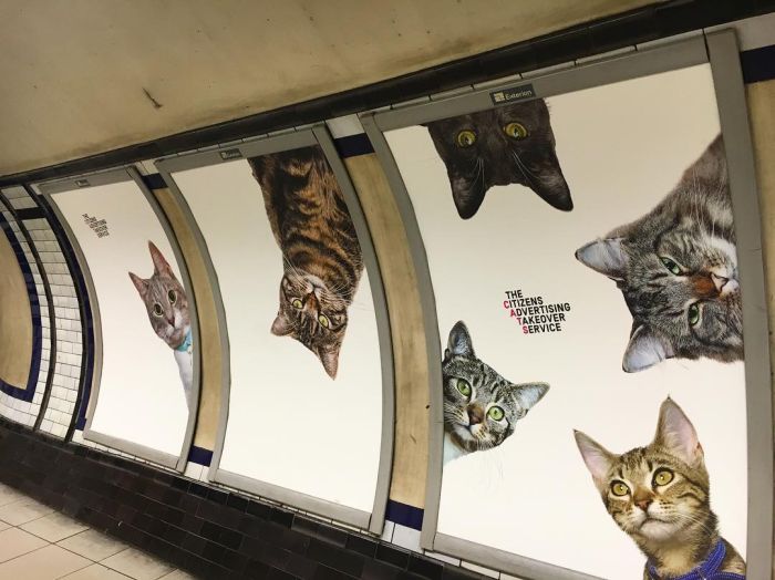 Станцию лондонского метро украсили фото кошек
