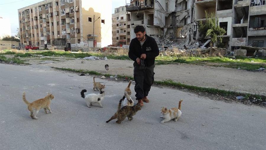 Основатель "кошачьего приюта" в разбомбленном Алеппо
