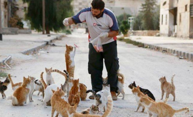Основатель кошачьего приюта в Алеппо - номинант на нобелевскую премию мира?