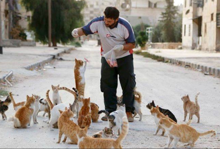 Основатель кошачьего приюта в Алеппо - номинант на нобелевскую премию мира?